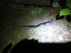 Plethodon chattahoochee