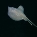 Pacific White Skate - Photo (c) Fisheries and Oceans Canada, some rights reserved (CC BY-NC), uploaded by Fisheries and Oceans Canada