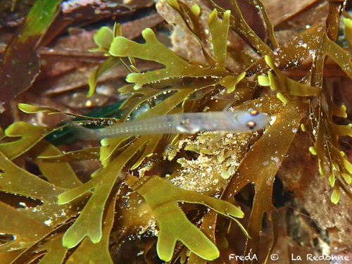 Transparent goby (Aphia minuta) — Gobiidae — 4