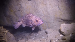 Sebastes auriculatus