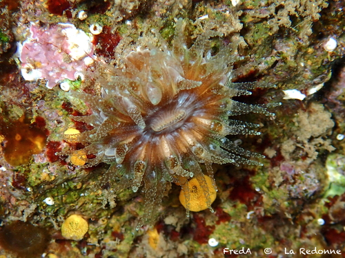 Pig-tooth Coral, Bouches-du-Rhône, Provence-Alpes-Côte d'Azur, FR, photo 5 of 10