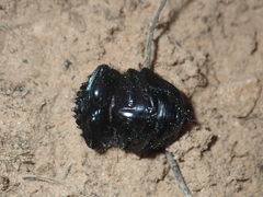 Scarabaeus laticollis