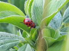 Gonioctena fornicata