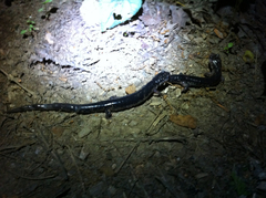 Plethodon chattahoochee