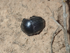 Scarabaeus laticollis