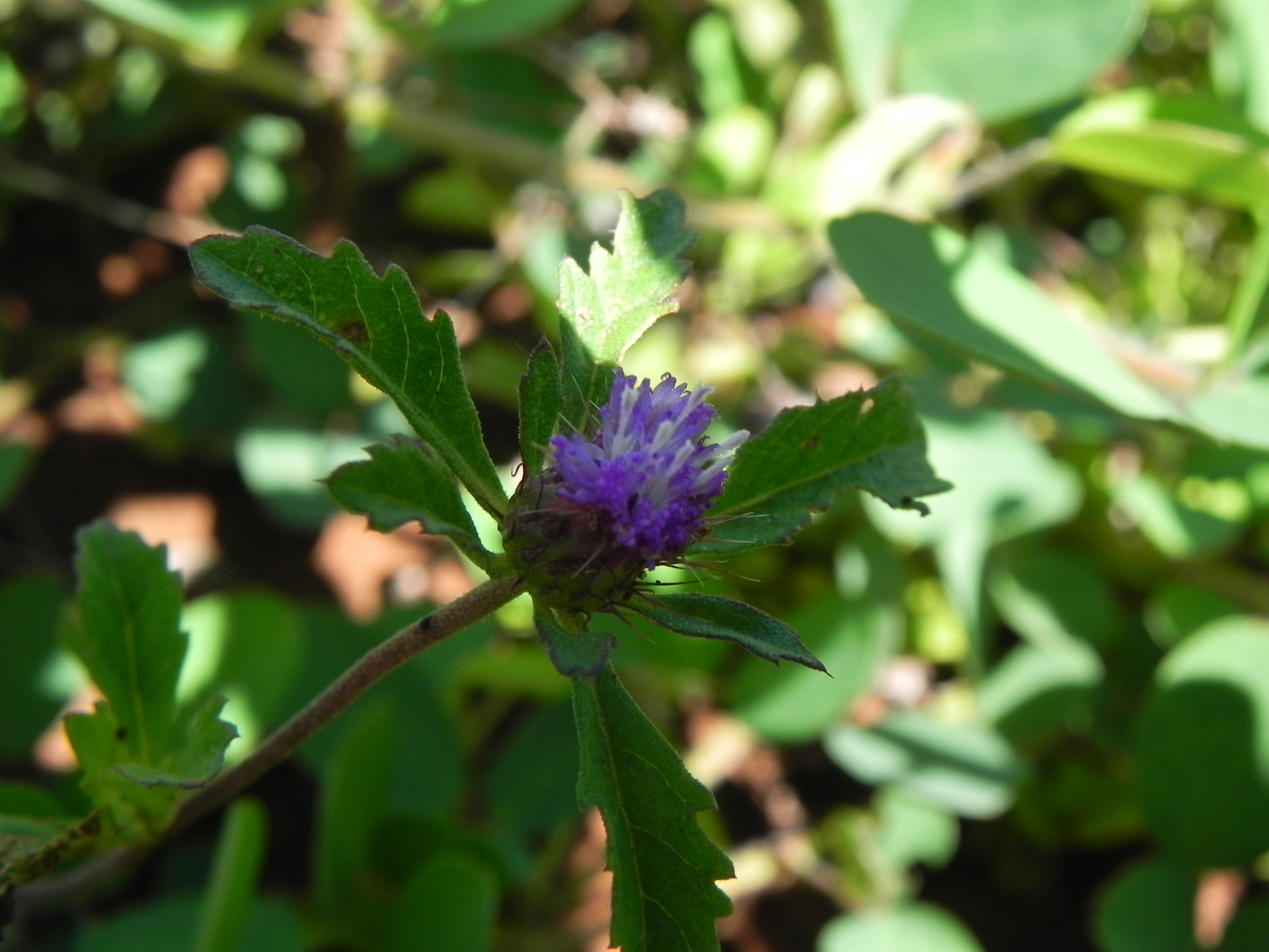 Centratherum punctatum