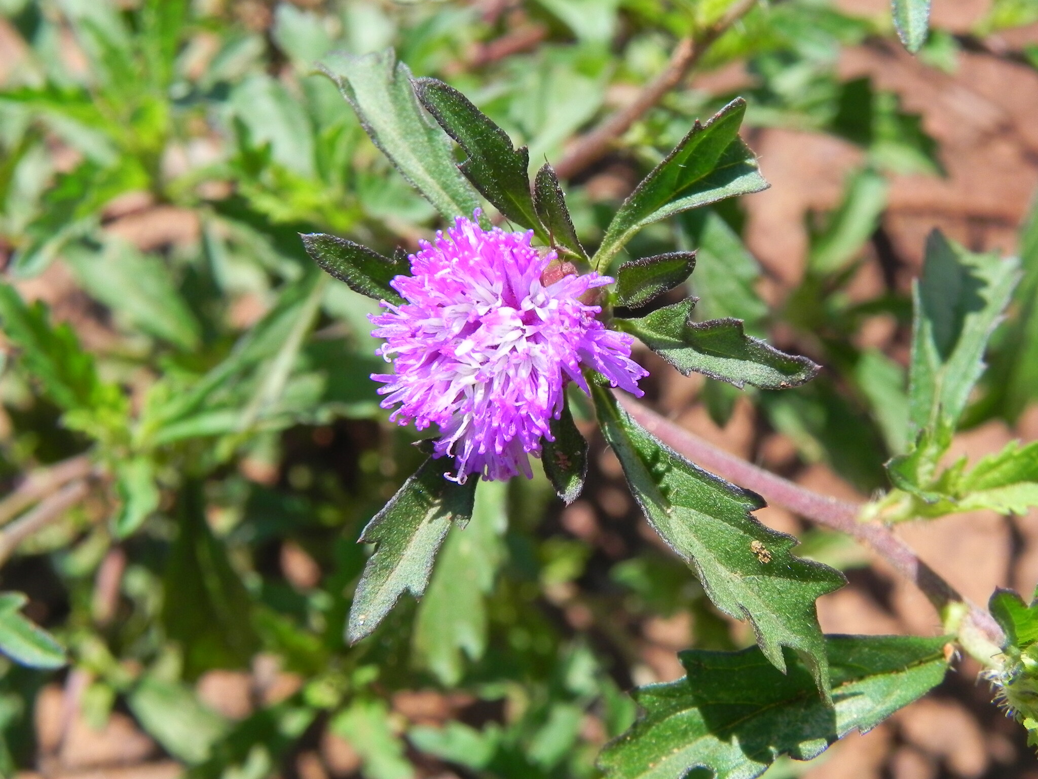 Centratherum punctatum