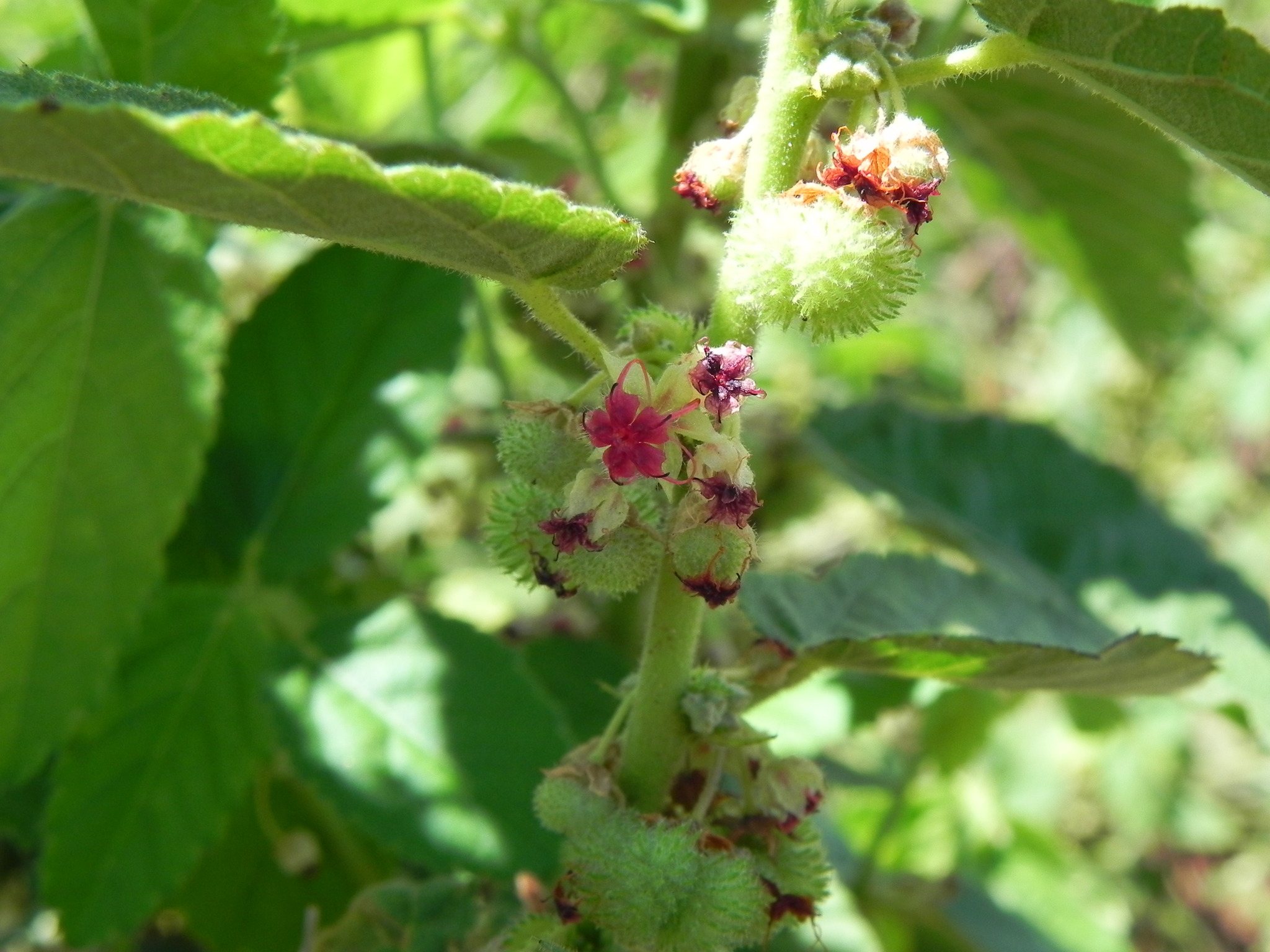 Ayenia tomentosa