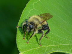 Laphria sacrator