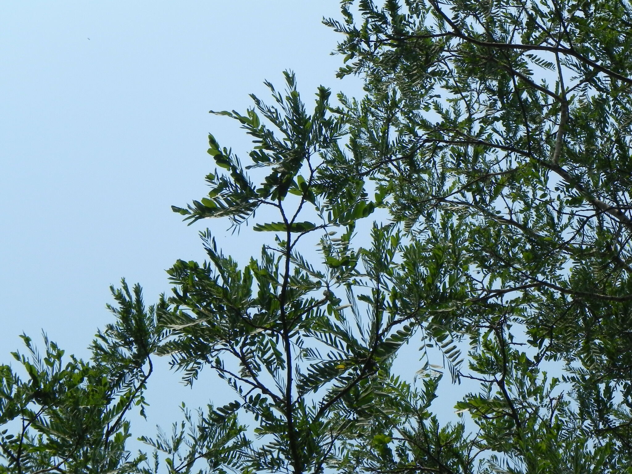 Pterodon pubescens