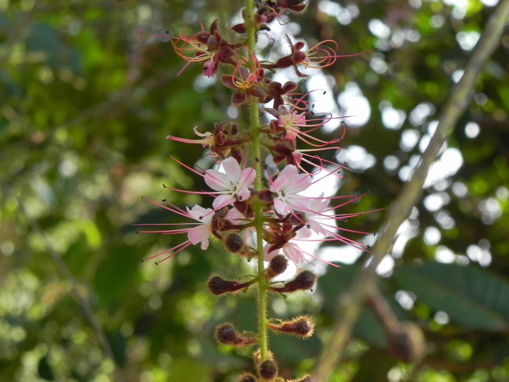 Hirtella racemosa