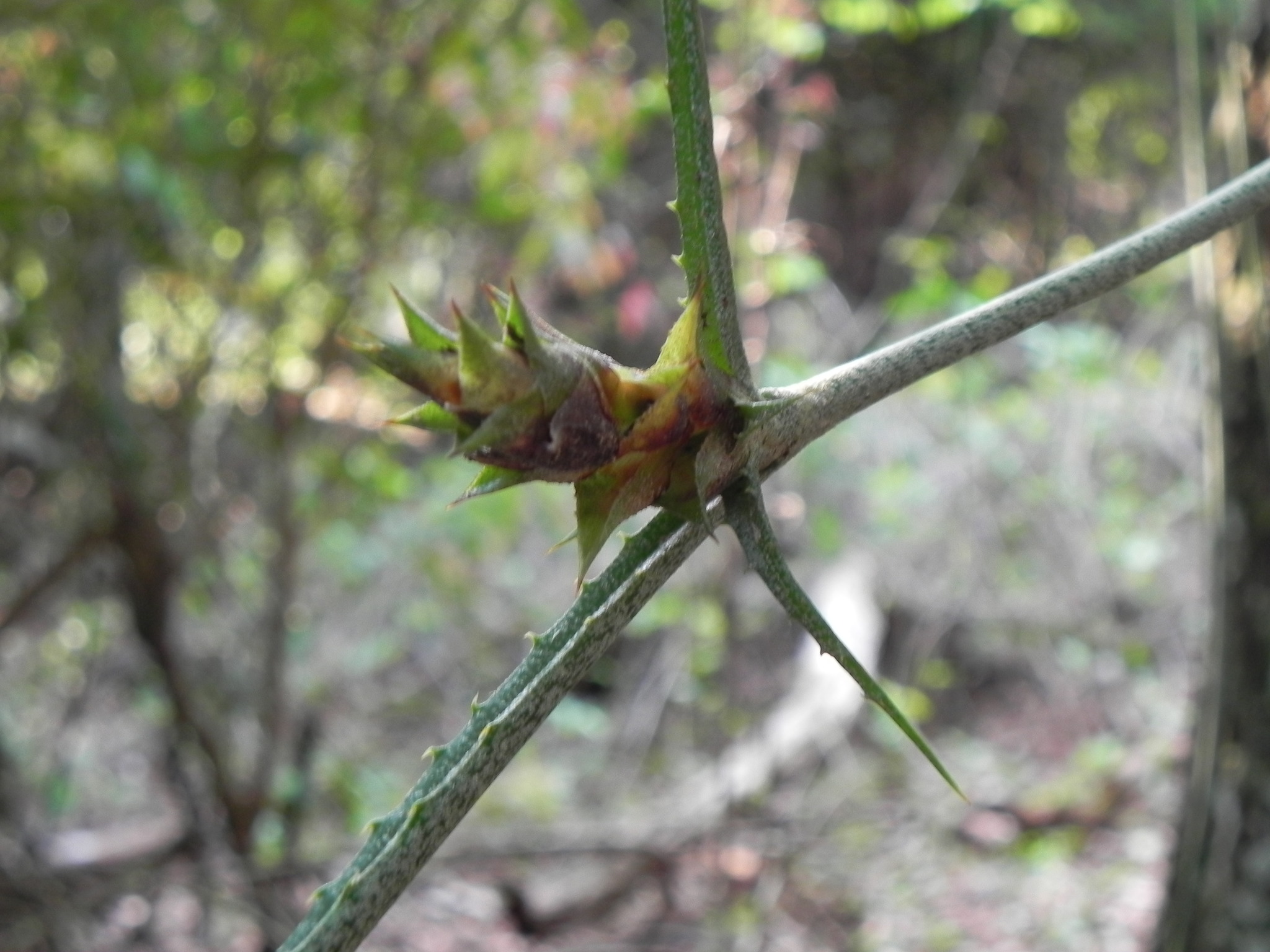 Acanthostachys strobilacea