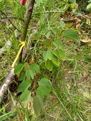 Bauhinia variegata