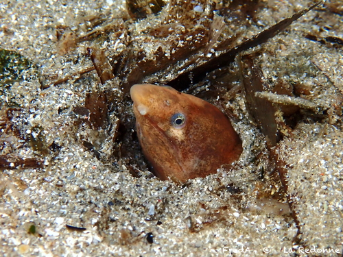 Armless snake eel (Dalophis imberbis) — Ophichthidae — 2