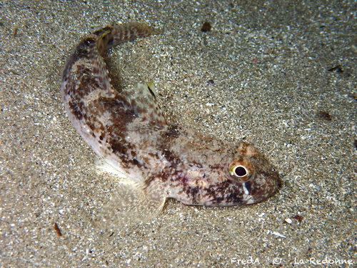 Black Goby