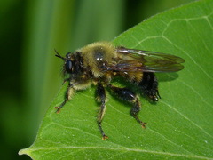 Laphria sacrator