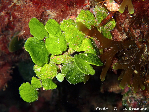 Halimeda tuna