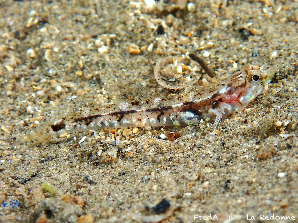 Bath's Goby