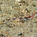 Bath's Goby - Photo (c) Frédéric ANDRE, some rights reserved (CC BY-NC), uploaded by Frédéric ANDRE