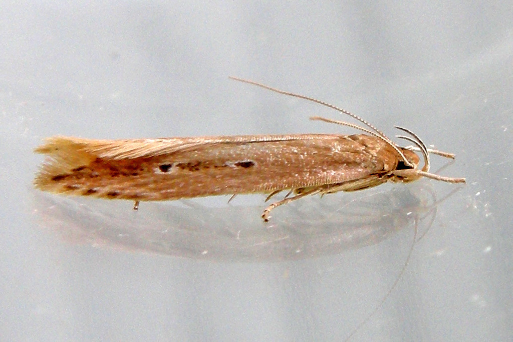Shy Cosmet Moth