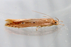 Shy Cosmet Moth