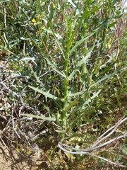 Stephanomeria exigua exigua
