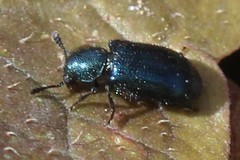 Necrobia violacea