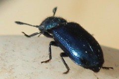 Necrobia violacea