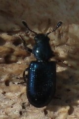 Necrobia violacea
