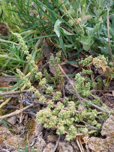 Crassula colorata