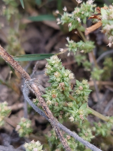 Crassula colorata