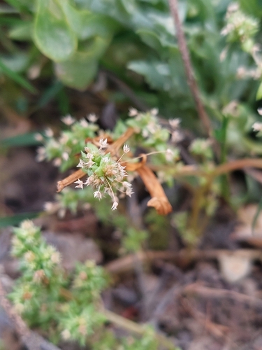 Crassula colorata