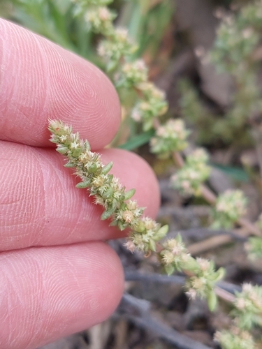Crassula colorata