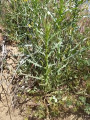 Stephanomeria exigua exigua