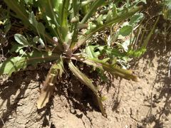 Stephanomeria exigua exigua
