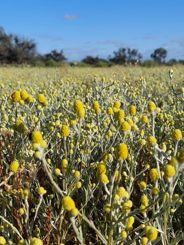 Image of Calocephalus sonderi by (c) Nina Kerr, some rights reserved (CC BY)