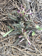 Pedicularis centranthera