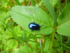 Chrysolina haemoptera