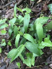 Dichanthelium latifolium