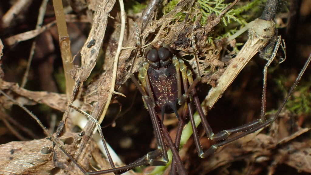 Paecilaema luquillense