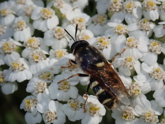 Stratiomys badia