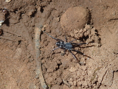Liophrurillus flavitarsis