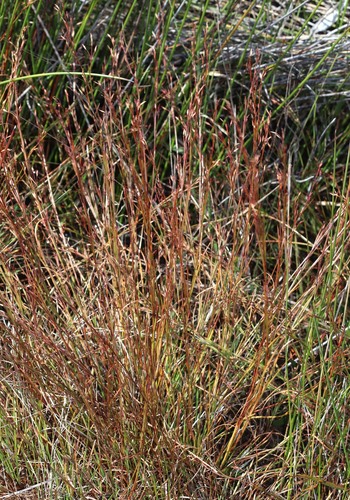 Anthelepis paludosa (Anthelepis paludosa)