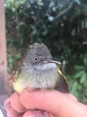 Oncostoma cinereigulare