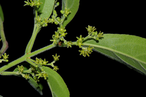 Paddlepod (Reissantia parviflora)