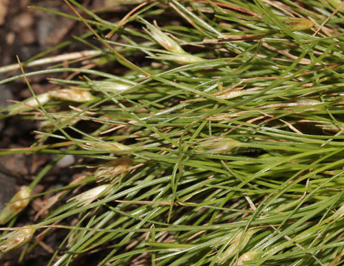 Bulbostylis humilis (Bulbostylis humilis)