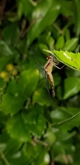 Libellulidae