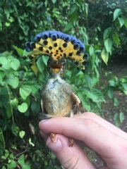 Onychorhynchus coronatus