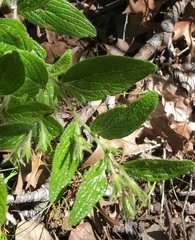 Lithospermum helleri