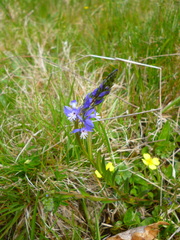 Polygala calcarea